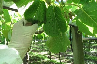 Kiwifruit PSA